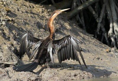 Anhinga rufa, African Darter