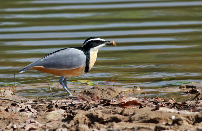 Pluvianus aegyptius, Egyptian Plover