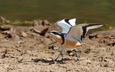 Pluvianus aegyptius, Egyptian Plover