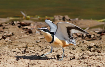 Pluvianus aegyptius, Egyptian Plover