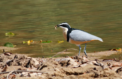 Pluvianus aegyptius, Egyptian Plover