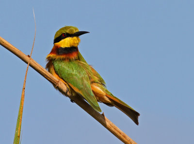 Merops pusillus, Little Bee-eater