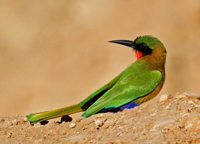 Merops bulocki, Red-throated Bee-eater