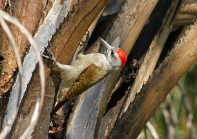 Dendropicos goertae, Grey Woodpecker, male