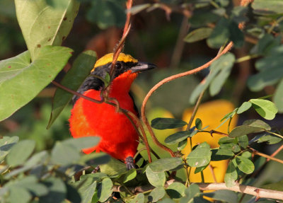 Laniarius barbarus, Common Gonolek