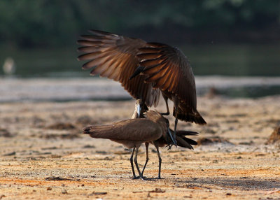 Hamerkop, Scopus umbretta (false mounting 3)