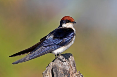 Wire-tailed Swallow, Hirundo smithii