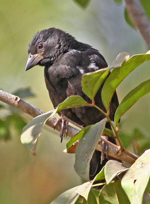 White-billed Buffalo-weaver, Bubalornis albirostris