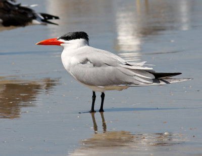 Caspian Tern, Sterna caspia