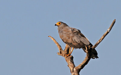 African Harrier-hawk, Polyboroides typus