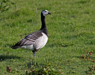 Branta leucopsis, Barnacle Goose