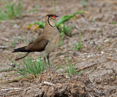 Glareola pratincola, Collared Pratincole