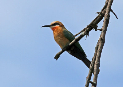 Merops bullockoides, White-fronted Bee-eater
