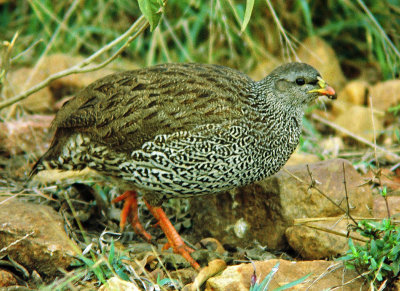 Pternistis natalensis, Natal Francolin