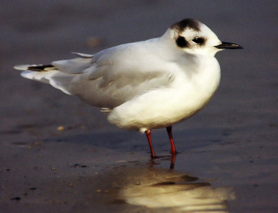 Larus minutus, Little Gull, immature