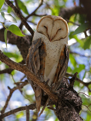 Barn-owl, Tyto alba