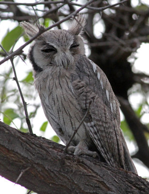 Ptilopsis granti, Southern White-faced Owl