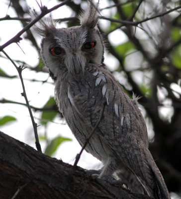 Ptilopsis granti, Southern White-faced Owl