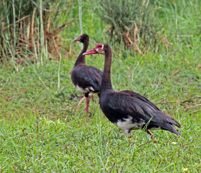 Plectropterus gambensis, Spur-winged Goose