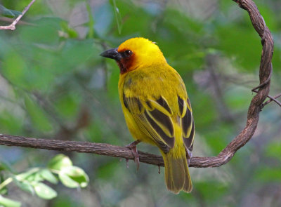Ploceus xanthopterus, Southern Brown-throated Weaver, male