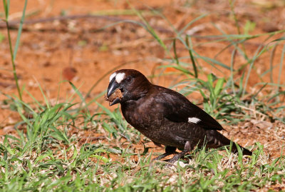 Amblyospiza albifrons, Grosbeak Weaver, male