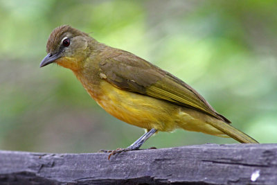 Pycnonotidae