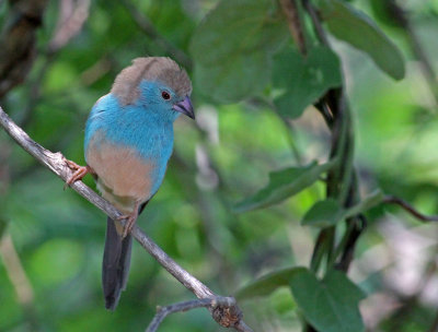 Uraeginthus angolensis, Blue-breasted Cordonbleu