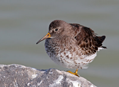 Calidris maritima, Purple Sandpiper