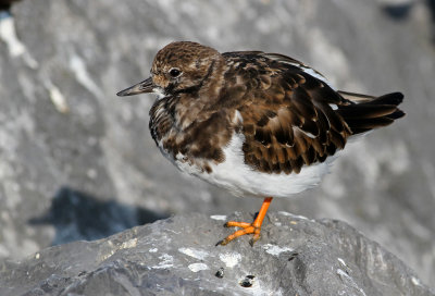 Scolopacidae, Arenariinae