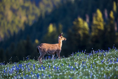 Black Tail Doe 

In the fading sunlight of the day, this doe stood out in this meadow below the visitor center and was kind enough to pose facing the sun while I shot her portrait. I love the rays of light hitting her front side and the ambient light illuminating the wild flowers all around.