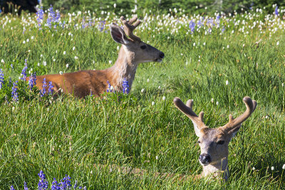 Boys in the Grass