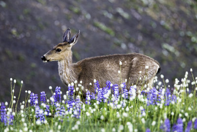 Blacktail Doe

Grazing the high alpine meadows of Hurricane Ridge!