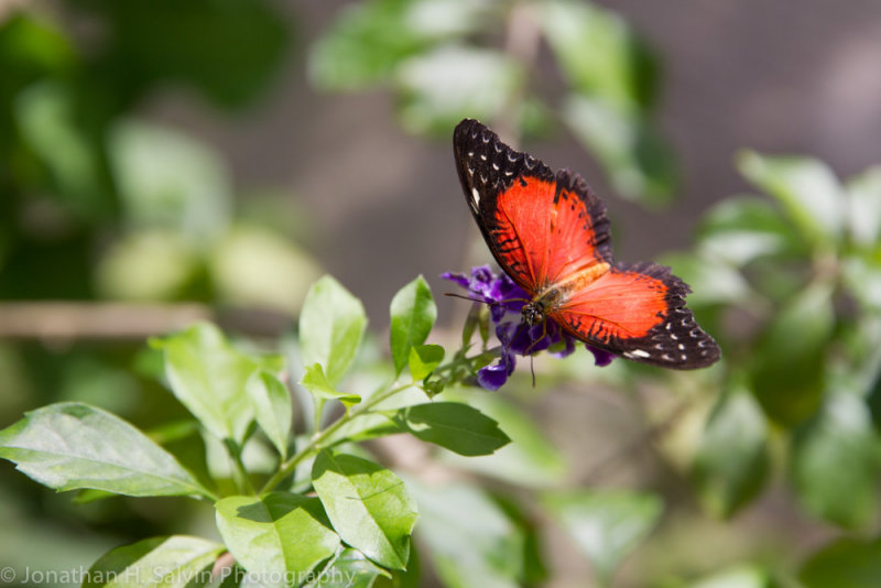 Aruba 2014-237.jpg