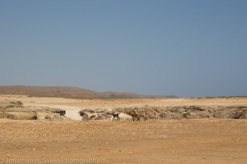 Aruba 2014-292.jpg