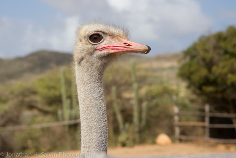 Aruba 2014-394.jpg