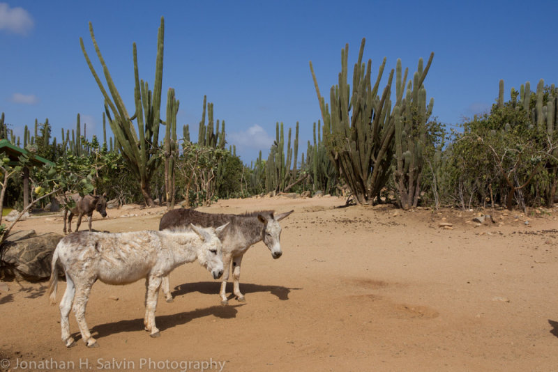 Aruba 2014-429.jpg