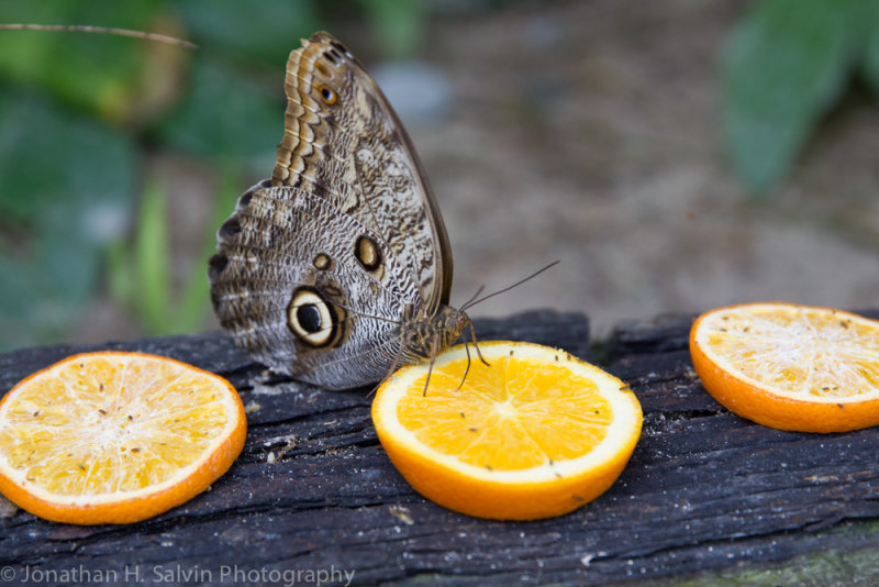 Aruba 2014-8.jpg