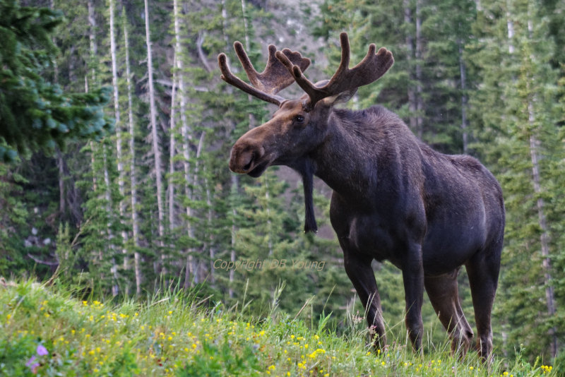 Bull Moose 