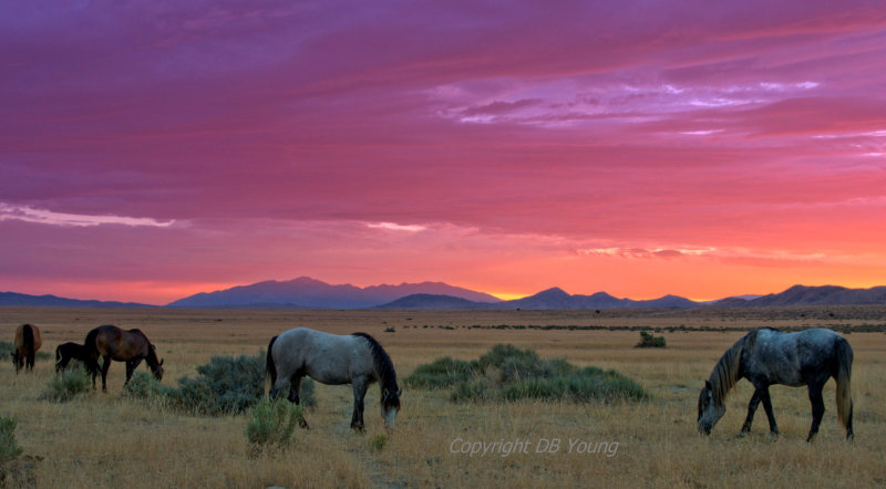 Mustang Sunrise.