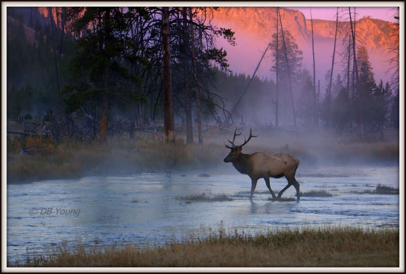 Elk dawn crossing with fog
