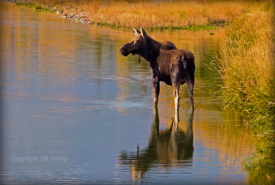Moose in Fall Reflection