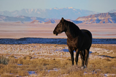 Black Stallion in an Empty Desert.