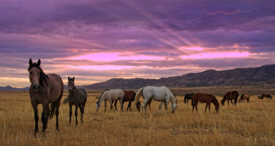 Wild Mustang Herd at Sunrise.