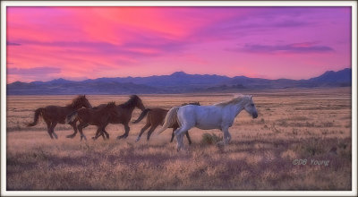 Wild West Mustangs
