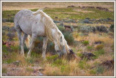 Elvis the stallion art rendered.jpg