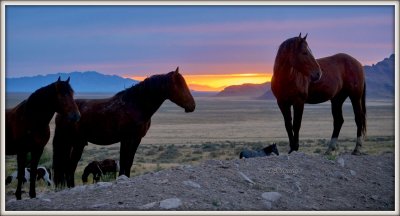 Desert Mustangs at Sunset.