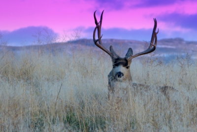 Rack in the grass.