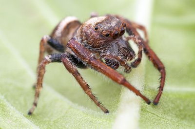 Jumping Spiders