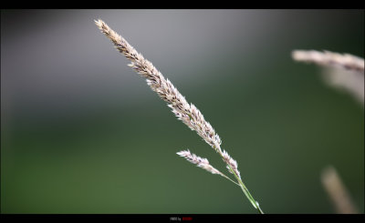 IMG_8742.jpg