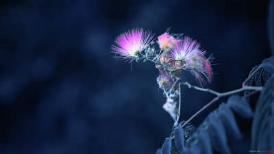 IMG_6253.jpg